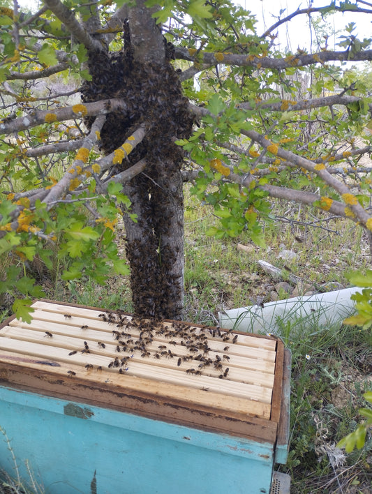 Coger enjambres o revisar colmenas (en primavera)