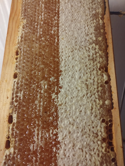 Coger los paneles de miel (en verano)