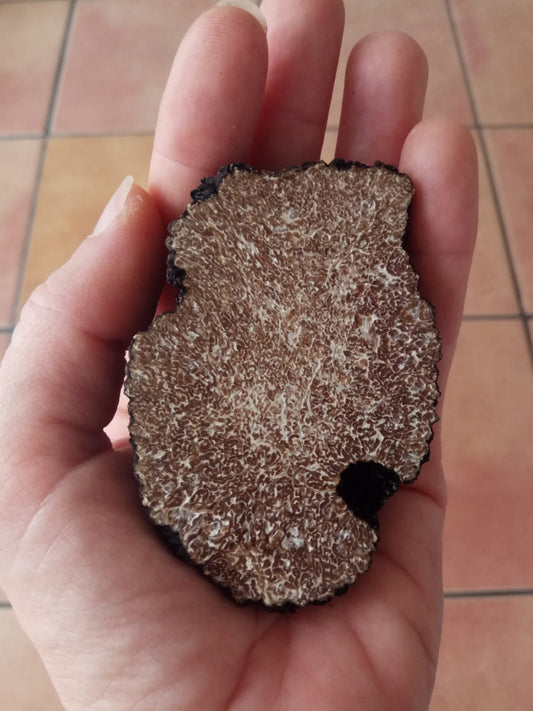 Trufa de otoño (Tuber uncinatum)