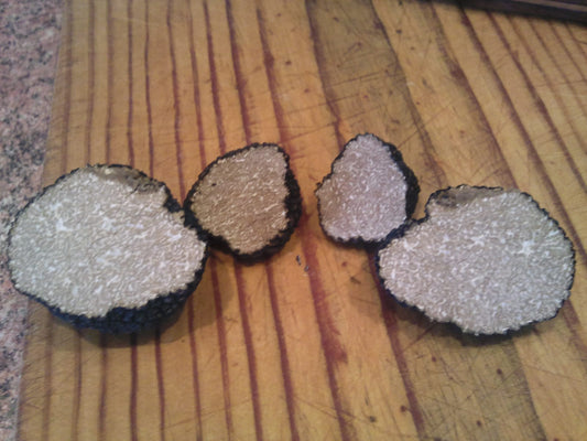 Trufa de verano (Tuber aestivum)